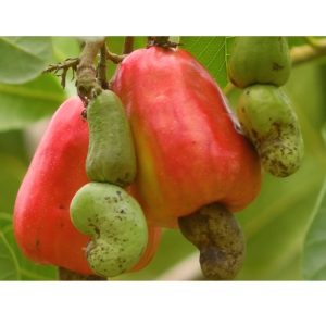 WhatsApp-Image-2025-07-29-at-9.20.03-PM.jpeg কাজু বাদাম গাছ