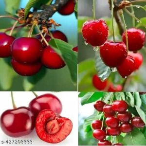 55.jpg অস্ট্রেলিয়ান রেডচেরি Chreey