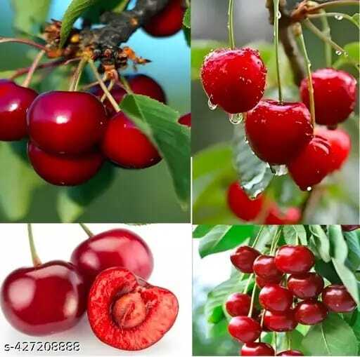 অস্ট্রেলিয়ান রেডচেরি Chreey