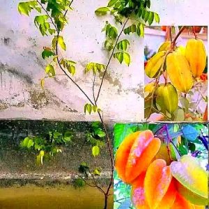 WhatsApp-Image-2025-07-02-at-10.10.29-PM.jpeg kamranga