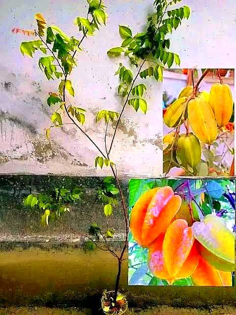 অস্ট্রেলিয়ান ১২মাসি মিষ্টি কামরাঙ্গা