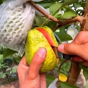 WhatsApp-Image-2025-07-02-at-12.53.10-PM-1.jpeg মিশরীয় ১২মাসি সবুজ পেয়ারা (green)