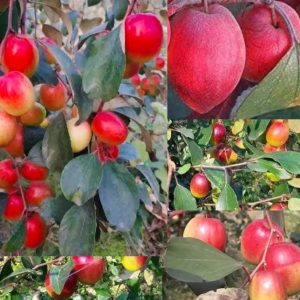 kul1.jpg অস্ট্রেলিয়ান লাল আপেল বরই গাছ...