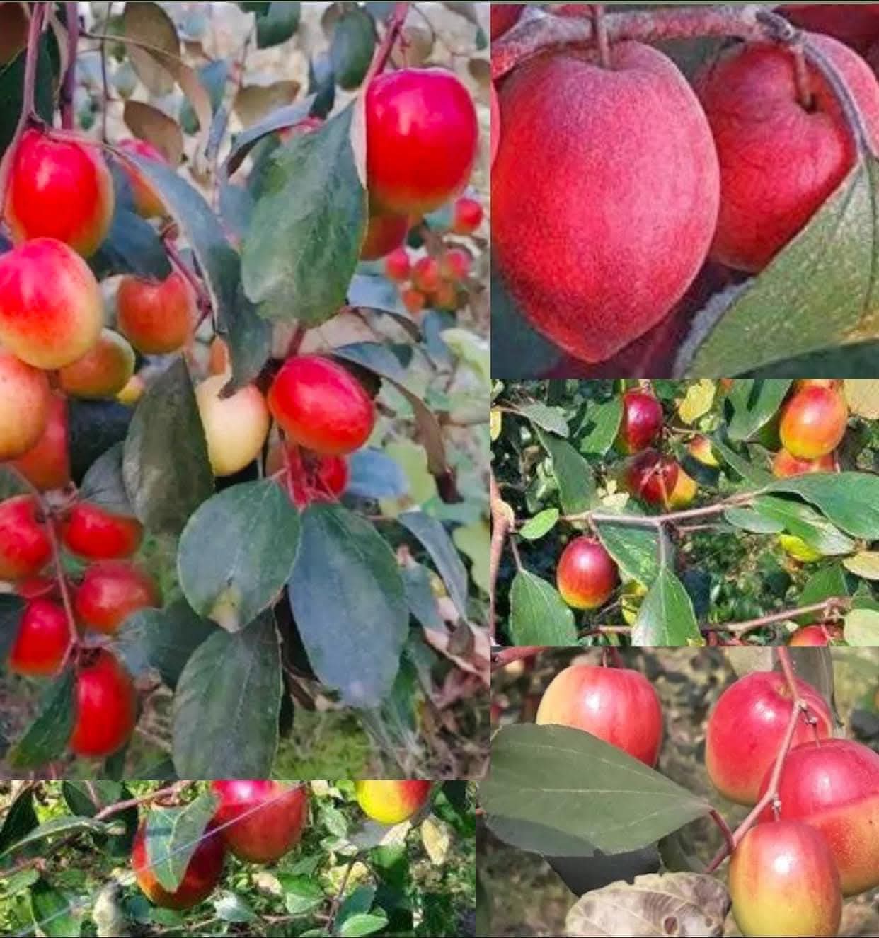 অস্ট্রেলিয়ান লাল আপেল বরই গাছ...