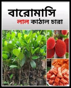 ১২ মাসি কাঁঠাল গাছ.....